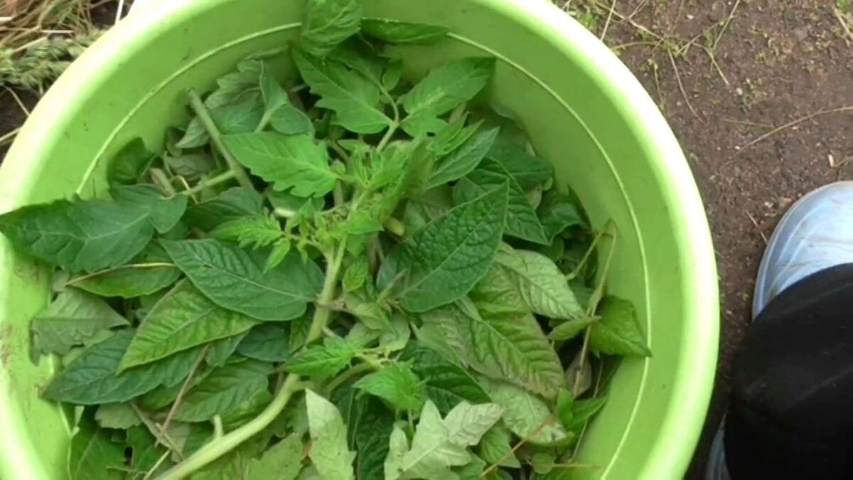 Приготовление смеси из ботвы помидоров