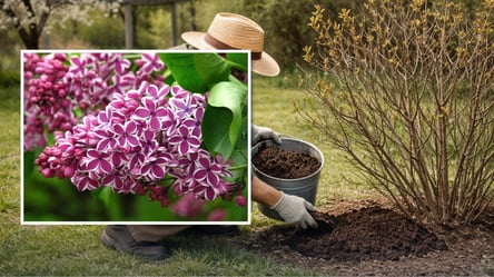 Встигніть підживити цим бузок у квітні: рослина пишно зацвіте - 285x160