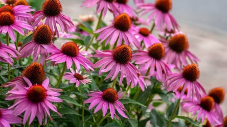 Посадіть ехінацею у жовтні — і насолоджуйтесь квітами до морозів - 285x160