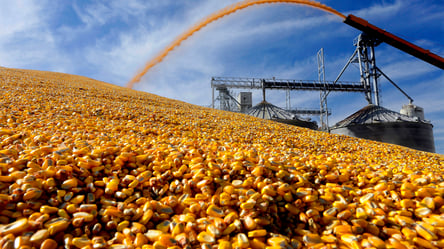 Ціни на зерно в Україні. Скільки коштує кукурудза у листопаді - 285x160