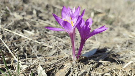 Не боїться холоду — в степах на Одещині зацвіли рідкісні квіти - 285x160