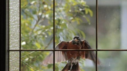 В паніці розбивалися об вікна та дерева: у Чернівцях через феєрверки загинули птахи. Фото - 285x160