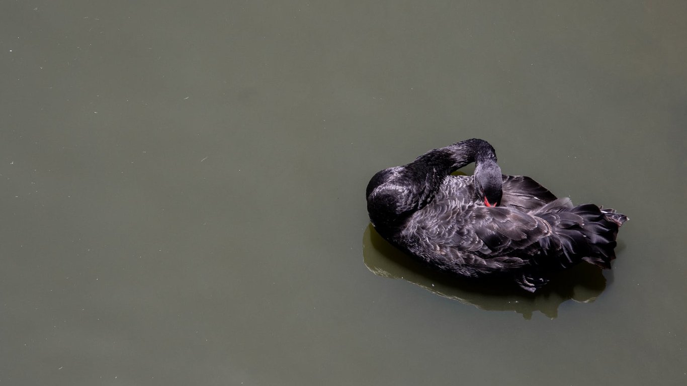 В зоопарке Одессы появился черный лебедь-откуда он