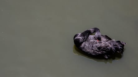 В Одеському зоопарку поселили чорного лебедя: його випадково знайшли на водоймі у Рені - 285x160