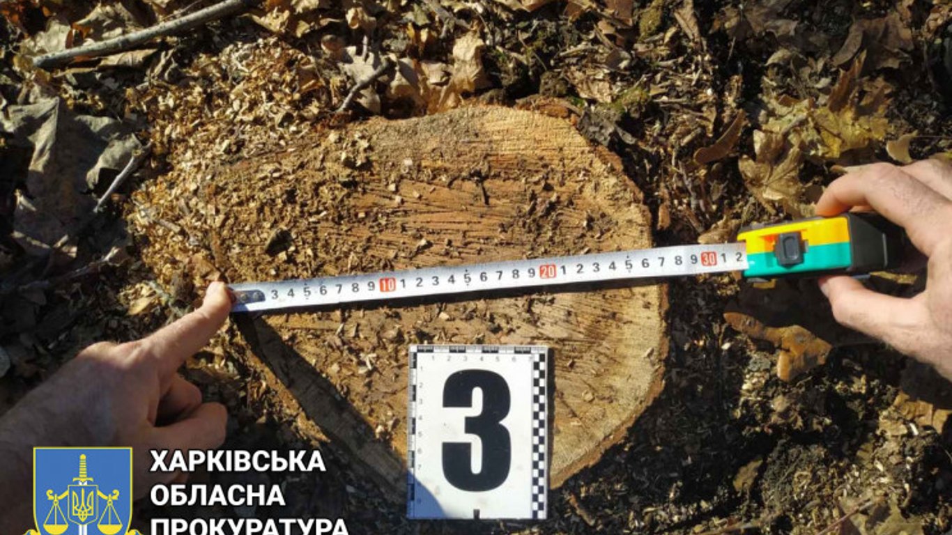 В Харьковской области будут судить "черного лесоруба"