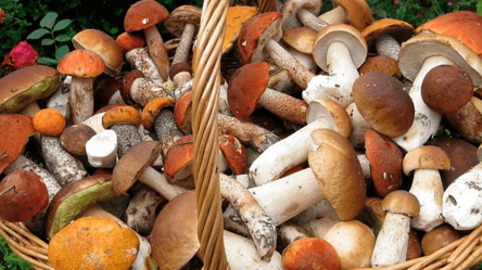 Что приготовить из грибов: 3 простых рецепта - 285x160