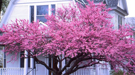 Превратите свой сад в цветущий рай — что такое дерево церцисс и как вырастить - 285x160