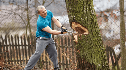 Рубати дерева на паї — нові правила для господарів в Україні - 285x160