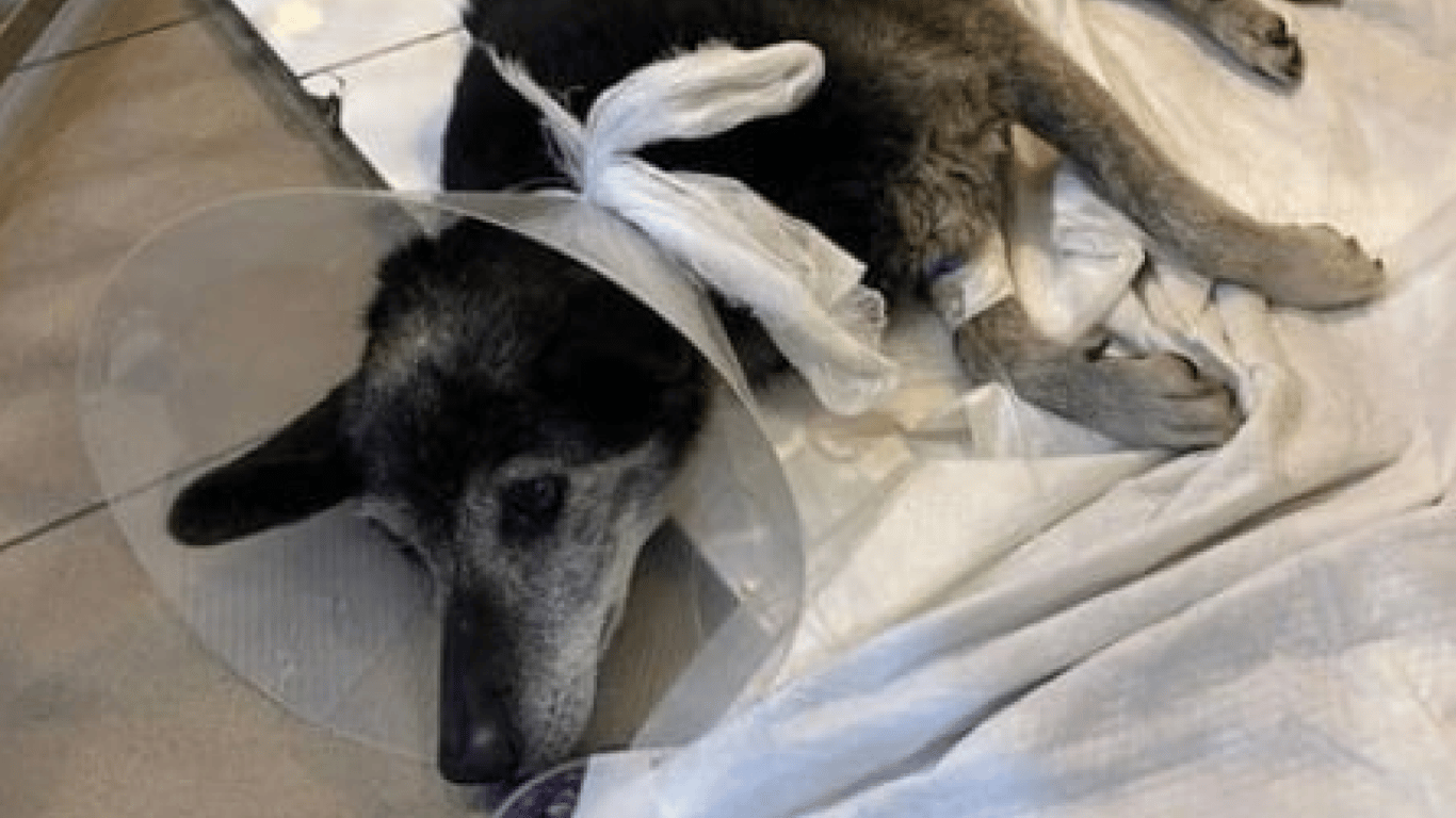 В Одессе водитель Mercedes переехал собаку и оставил ее умирать