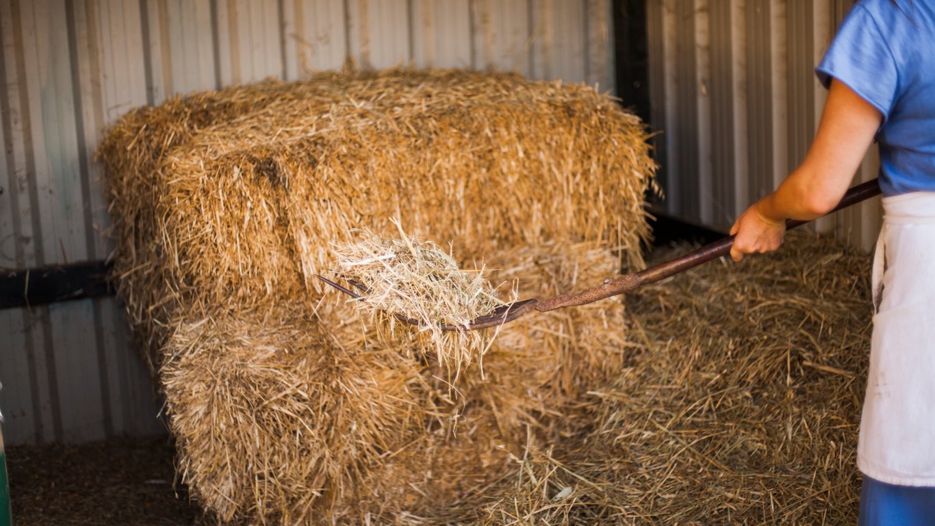 Жінка збирає сіно вилами.