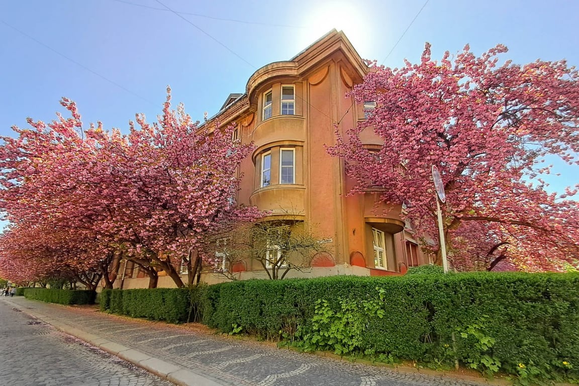 В Ужгороді щосили квітнуть сакури — яскраві фото - фото 2