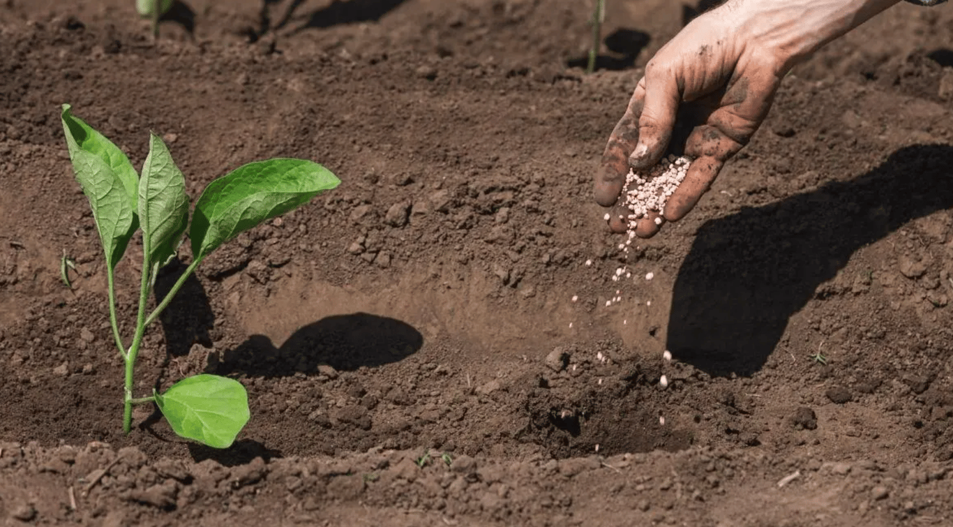 Подкормка баклажанов