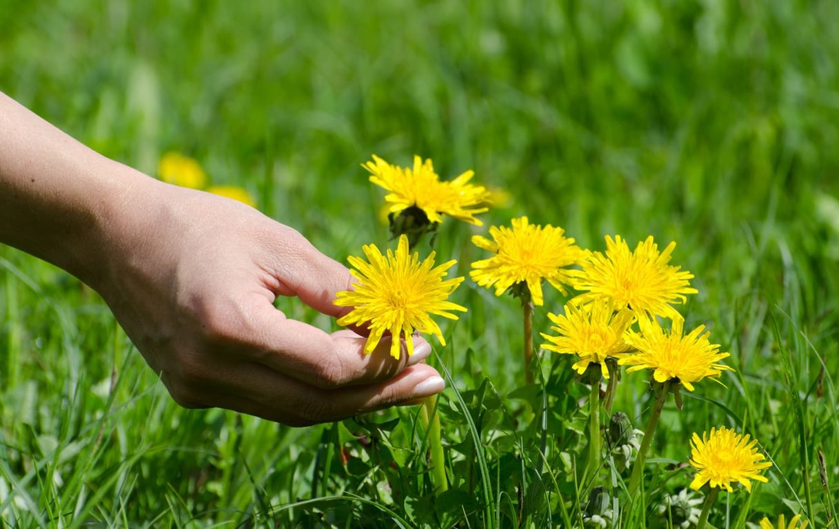 Человек, держащий одуванчик