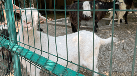 Зношені вольєри та брак коштів — ситуація в Одеському зоопарку - 290x166