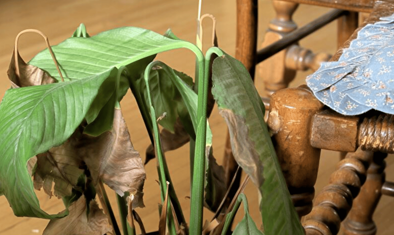 Спатифиллюм