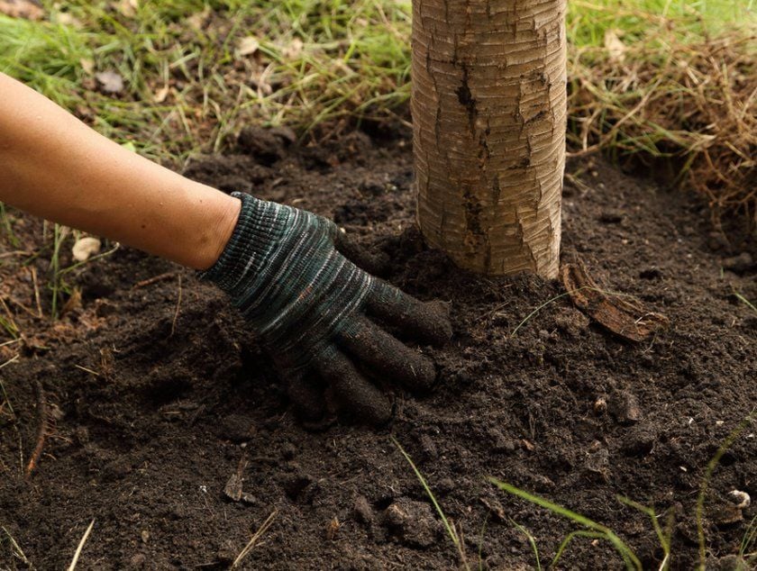 Як захистити абрикос та персик у саду від зимових морозів