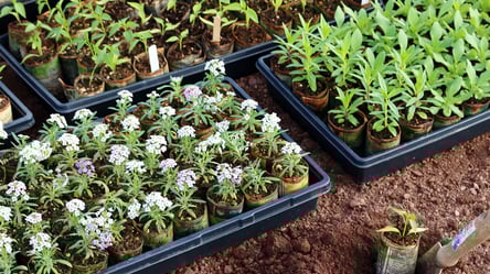 Що можна посіяти взимку — перелік квітів, кущів і дерев - 285x160