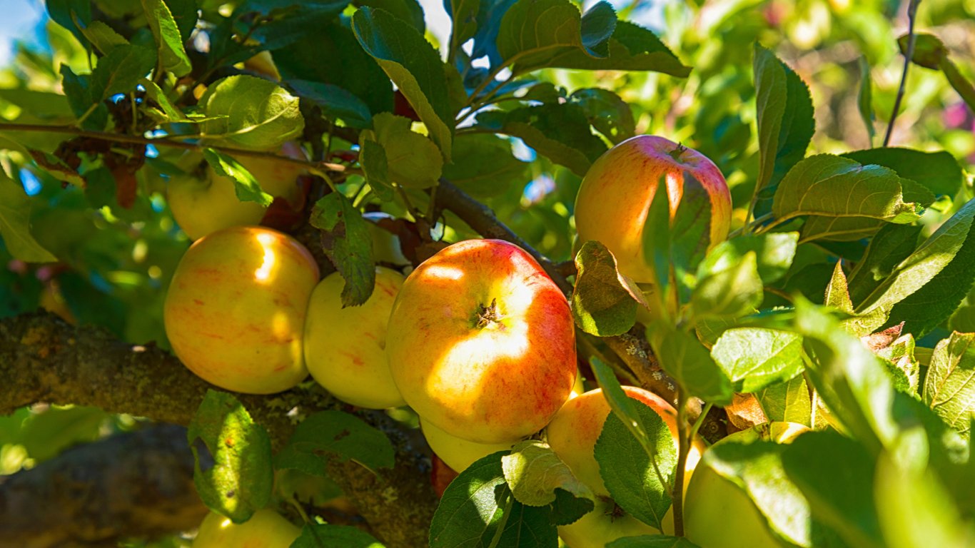 Яблука на дереві.