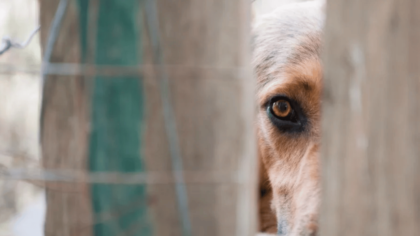 РФ распространяет очередной фейк - говорят про мобилизацию собак в Украине
