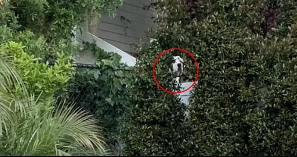 Не только коты умеют прятаться — помогите найти собаку во дворе за 15 секунд - фото 3