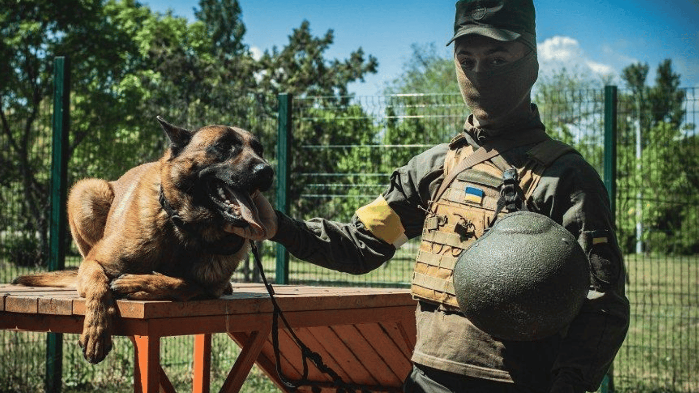 У Міноборони розповіли, як собаки допомагають Нацгвардії на війні