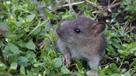 Гризуни не повернуться — простий часниковий трюк для городу - 285x160