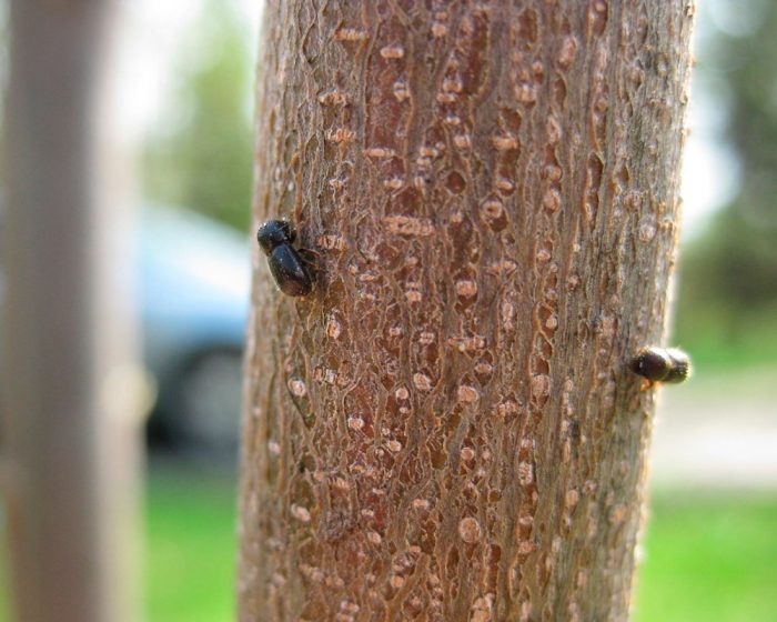 Два жука-короеда на стволе дерева