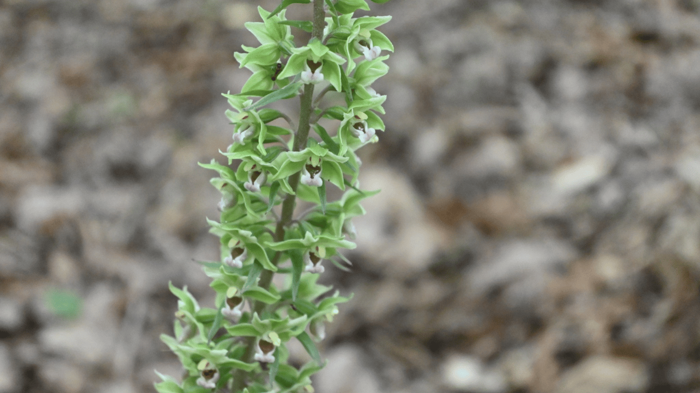 Цветущая орхидея в заповеднике.