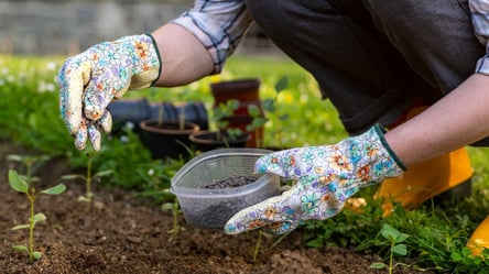 Не пшоно і не вівсянка — перловка робить ґрунт родючим - 285x160