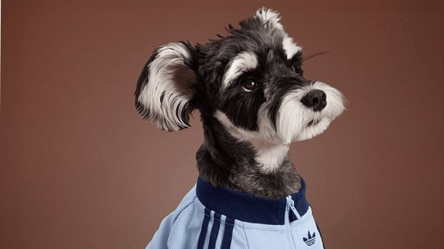 Adidas unveils trendy Fall/Winter line — for pets - 285x160