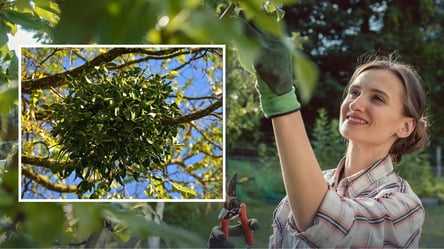 Обрезки недостаточно: как спасти деревья в саду от омелы - 285x160