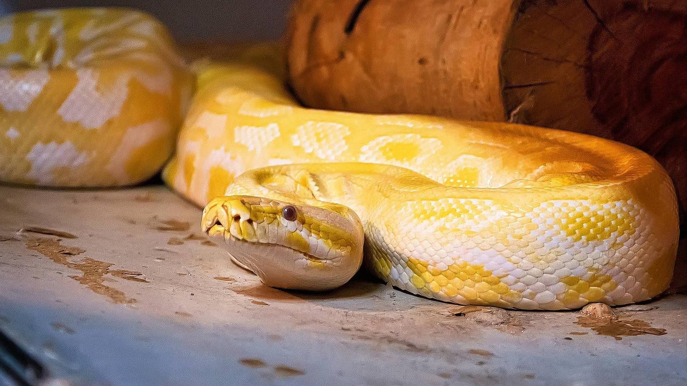 Какая вы змея по знаку Зодиака — Стрелец