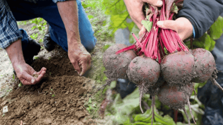 Эти дни осени подарят щедрый урожай свеклы — когда сеять овощ - 285x160