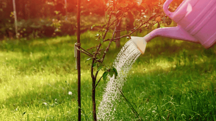 Обязательно поливайте деревья летом — зачем и как это правильно делать - 285x160