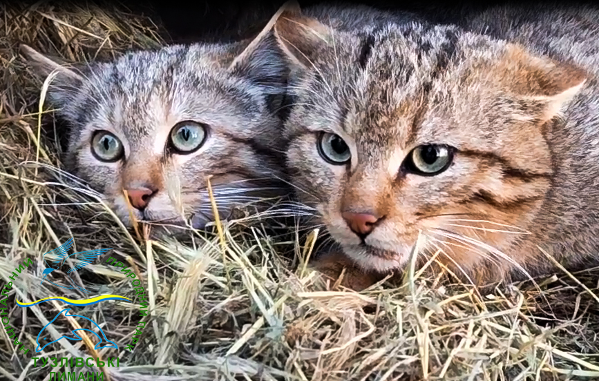 Лісових котів випустили у дику природу