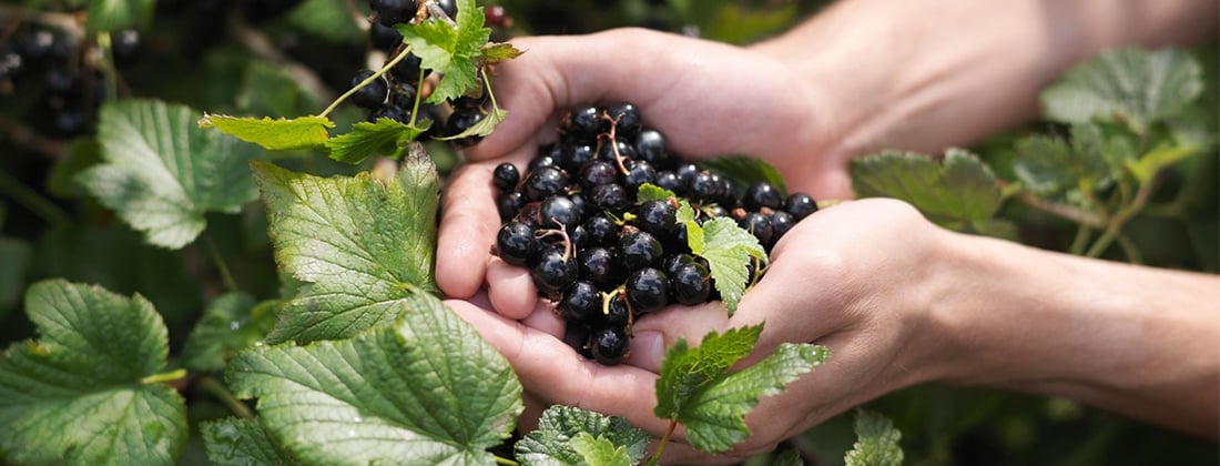 Чем подкормить смородину, чтобы получить огромные ягоды