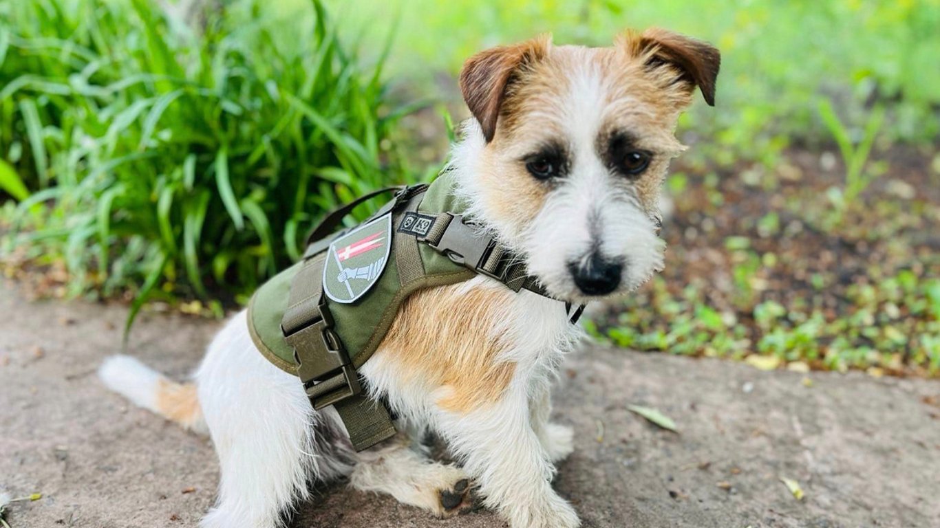 Маленькая собачка Арчи вместе с воинами защищает Украину