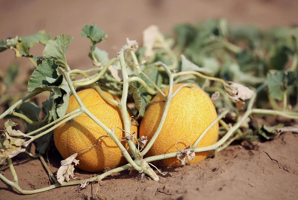 Почему дыня выросла не сладкая - пять распространенных ошибок