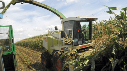 Ціни на кукурудзу падають — чи буде подорожчання у 2025 році - 285x160