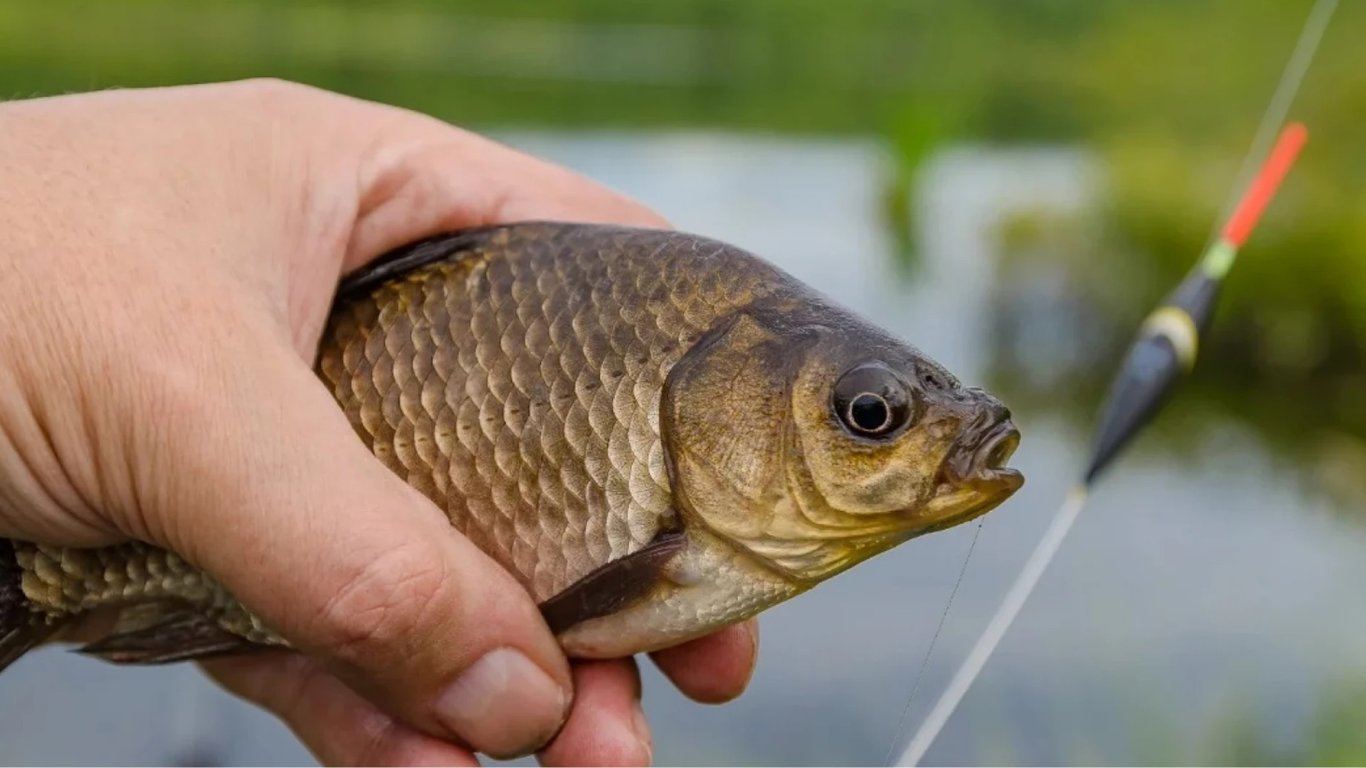 Рыбалка в июне 2024 - на что лучше ловить рыбу