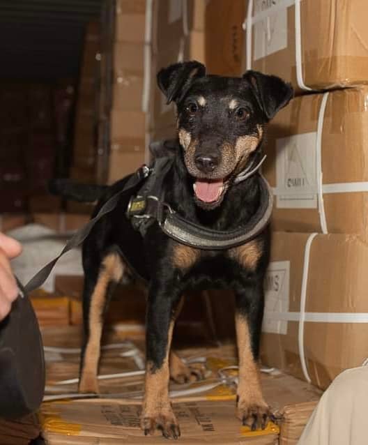 Їхала за кордон з наркотиками — на пункті пропуску "Орлівка" затримали жінку - фото 1