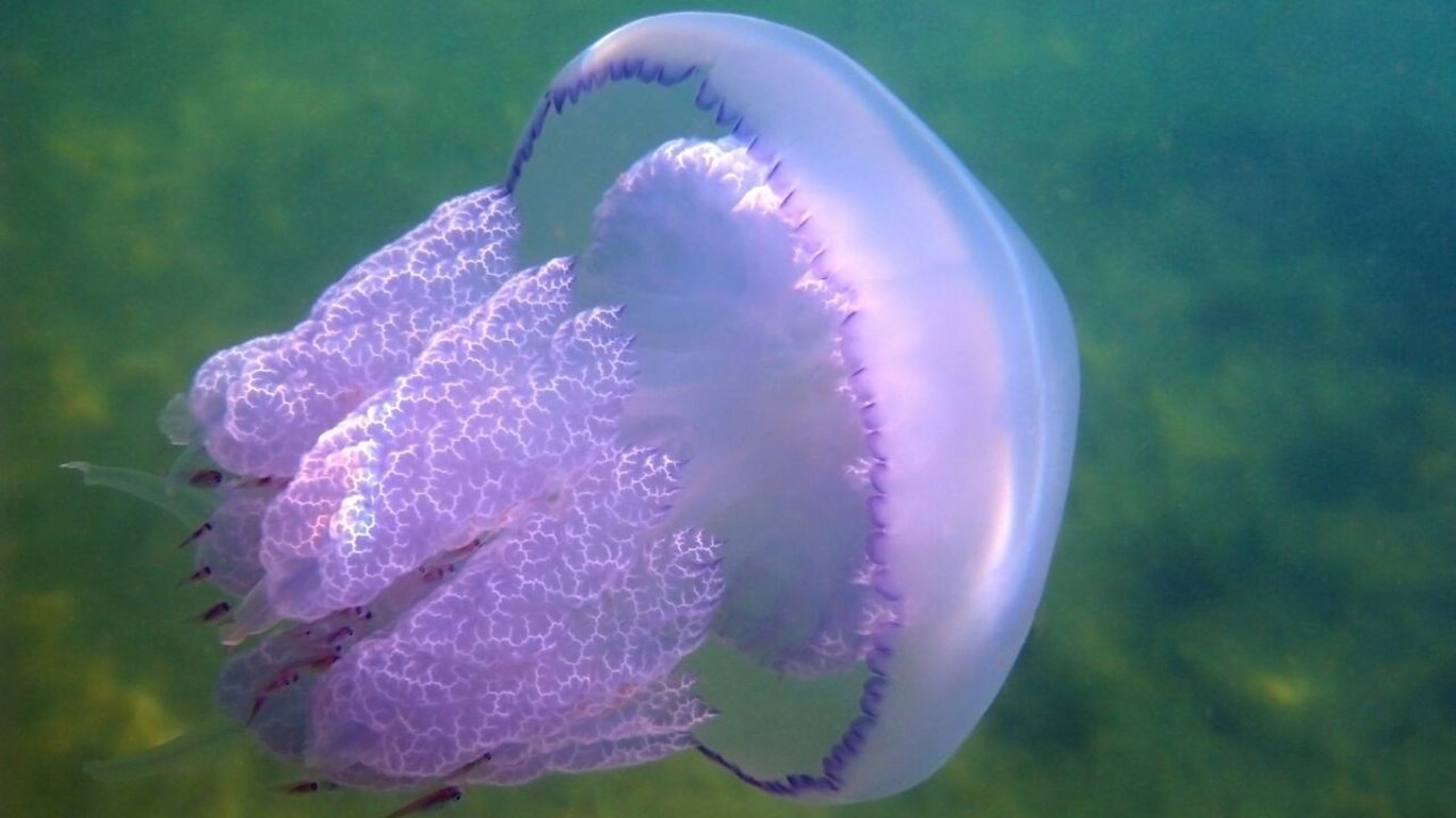 Ученые предложили есть медуз, чтобы сохранить окружающую среду
