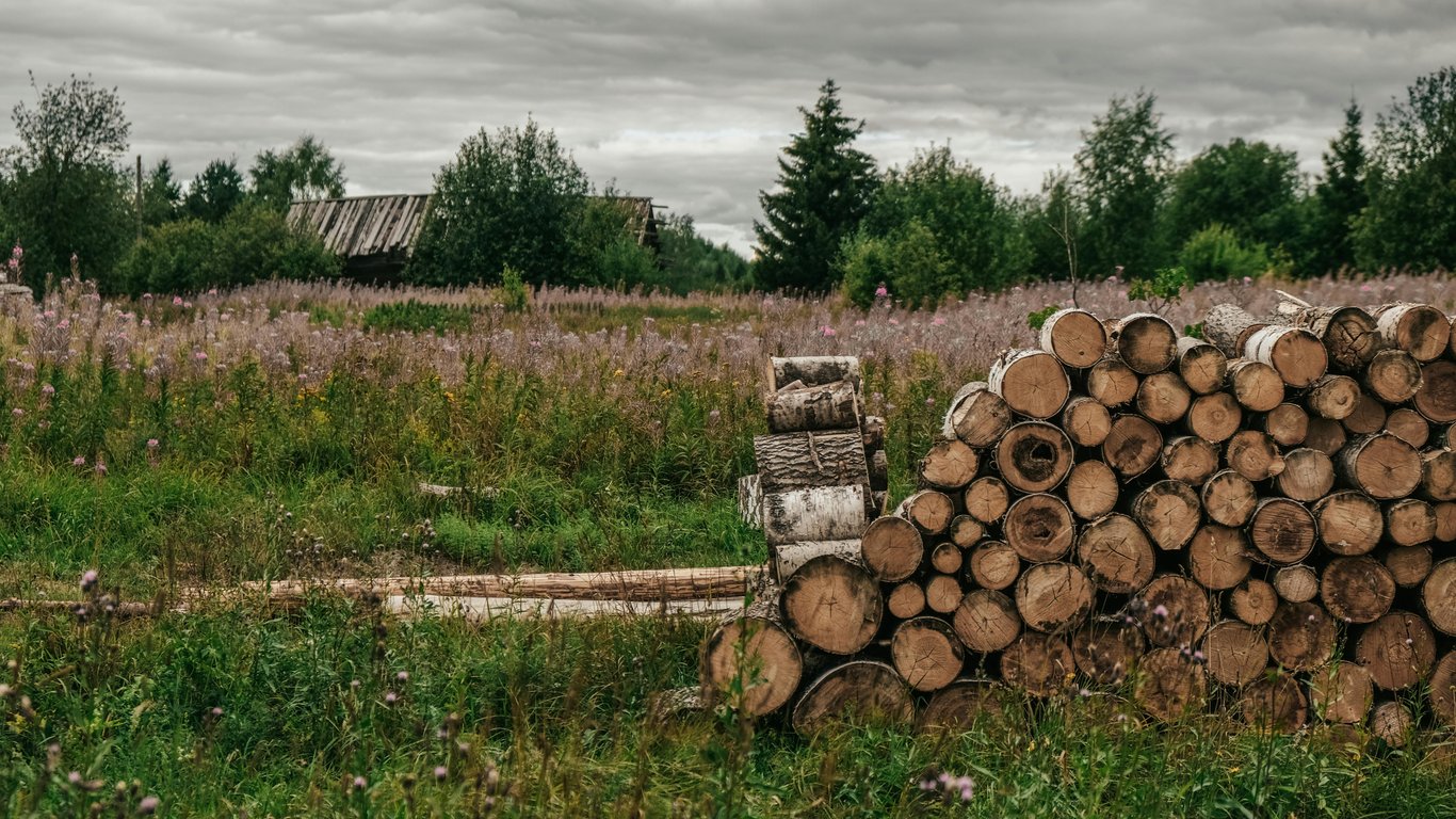 Нежелательные ростки — можно ли рубить на дрова самосев на огороде в 2025 году