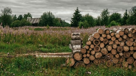 Неочікуваний урожай — чи можна рубати самосів на своєму городі - 285x160