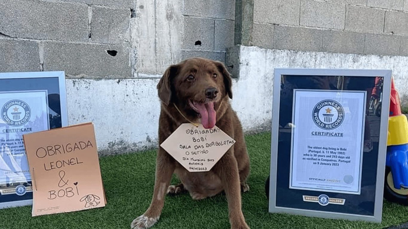 В Португалии умерла самая старая в мире собака