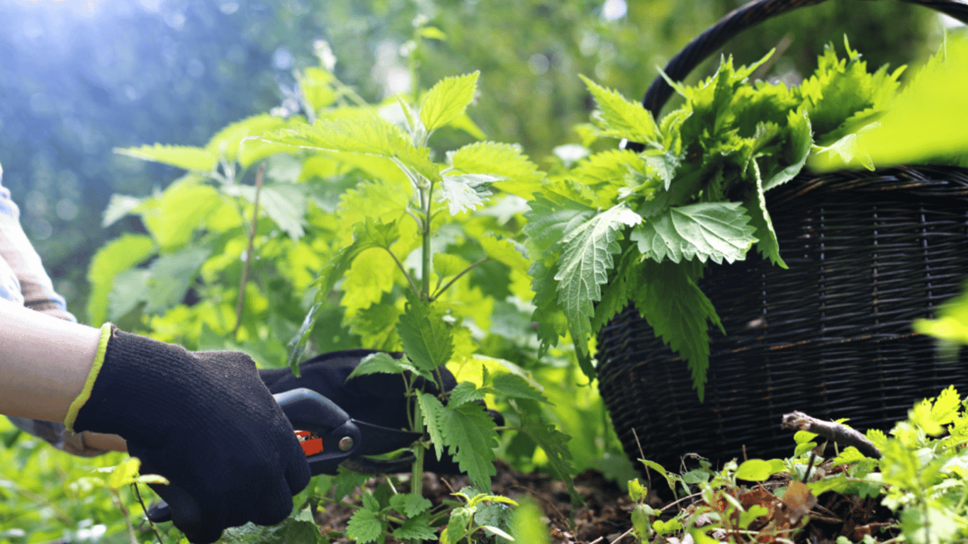 Кропива допоможе покращити врожай капусти — цікаві факти та секрети для дачників