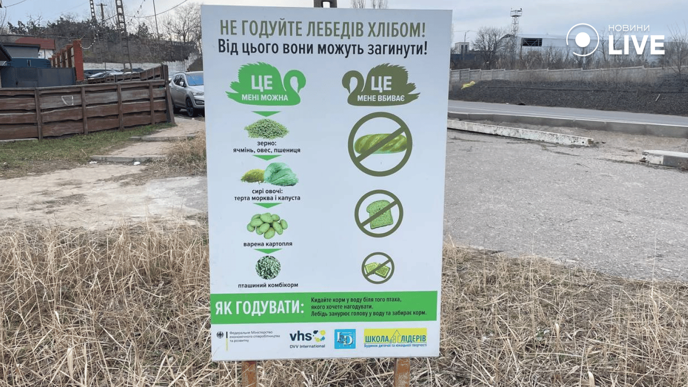 Лебеді заполонили понтонну переправу під Одесою — фоторепортаж - фото 6