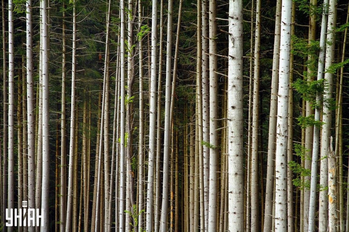 Оптическая иллюзия на проверку внимательности