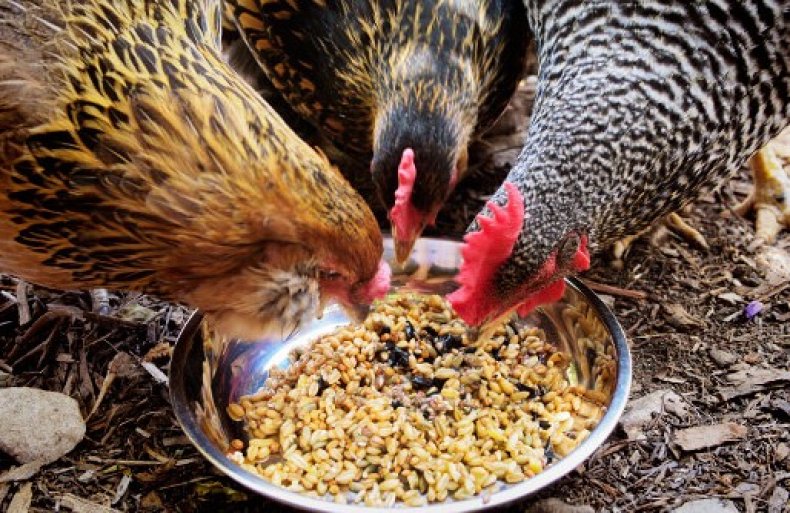 Рацион кур
