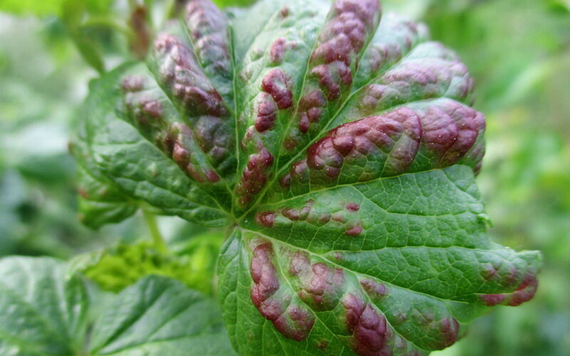 Антракноз на листьях смородины